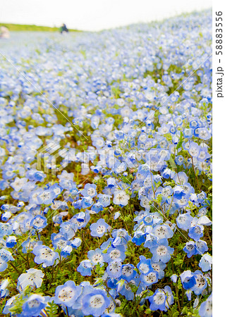 満開のネモフィラ 花畑 瑠璃唐草 青い花 ひたち 日本茨城の写真素材 5556