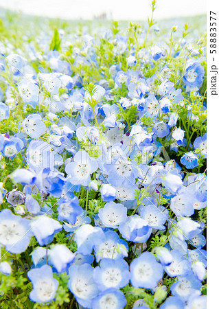 満開のネモフィラ 花畑 瑠璃唐草 青い花 ひたち 日本茨城の写真素材 5577