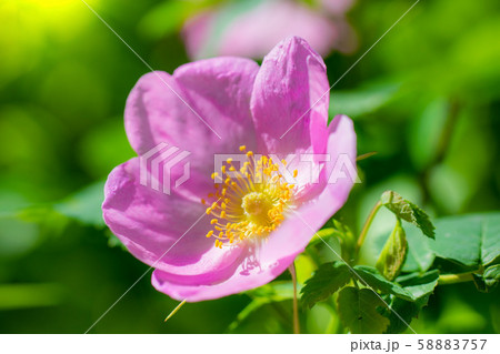 Blooming pink wild rose spring day 58883757