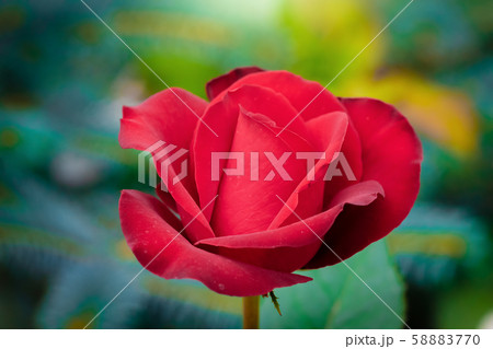 Rose flower on a green blur background. Rose flower on a green blur background. 58883770