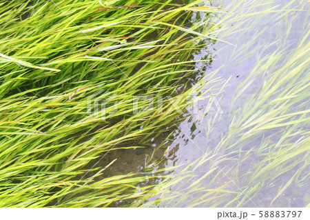 清流に生える水草 清らかな湧水の流れの写真素材 5797