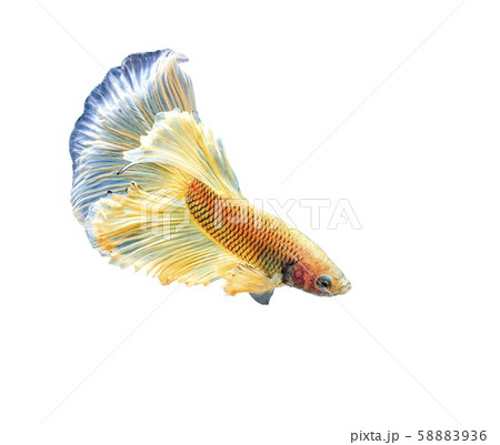 Siamese fighting fish, Betta splendens, colorful fish on a White background with clipping path, Halfmoon 58883936