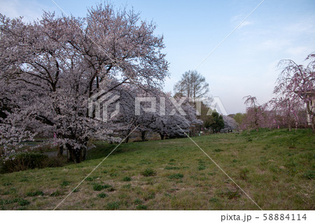 満開の桜 丸山公園 上尾市 満開の桜 丸山公園 上尾市 58884114