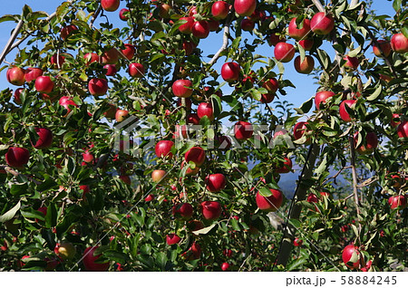 リンゴ狩り 58884245