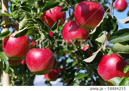 リンゴ狩り リンゴ狩り 58884255