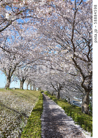 桜並木 桜並木 58884598
