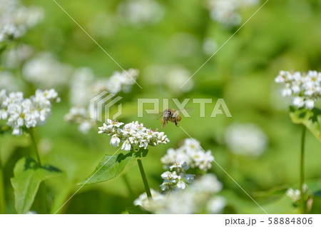 そばの花とハチ そばの花とハチ 58884806