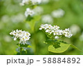 そばの花とハチ 58884892