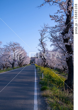 城ケ谷堤の桜　北本市石戸宿 58885108