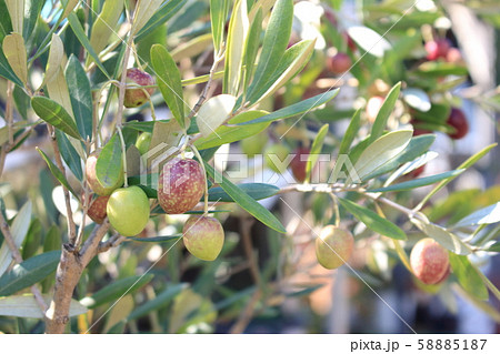 オリーブの実 58885187