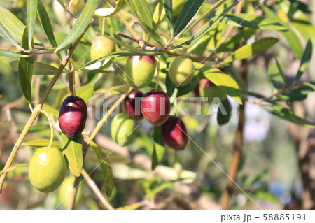 オリーブの実 58885191