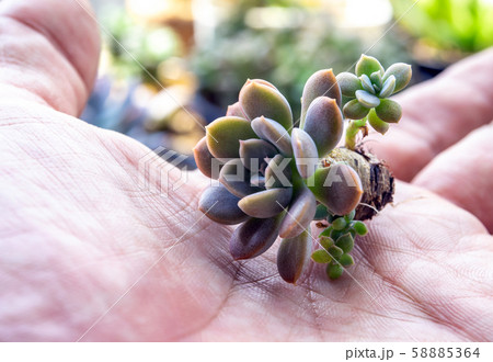 Small succulent on hand plant prepare for planting 58885364