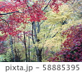 秋の紅葉 58885395
