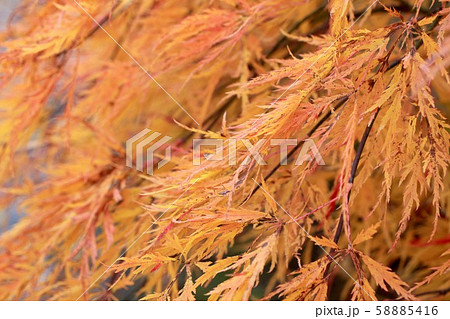 紅葉しているシダレモミジ　秋の庭園の木 58885416