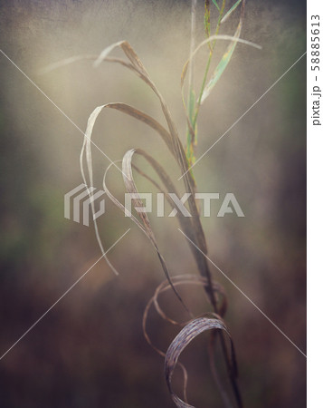 Selective soft focus of dry grass.  58885613