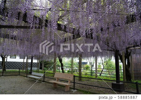 黒木大藤 福岡県八女市の写真素材 5857