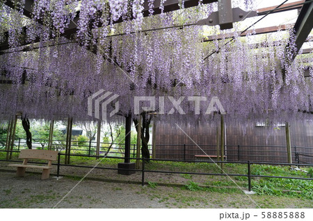 黒木大藤 福岡県八女市の写真素材 5858