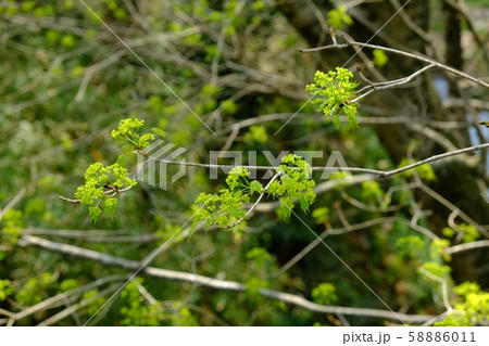 イタヤカエデの花と新芽 58886011
