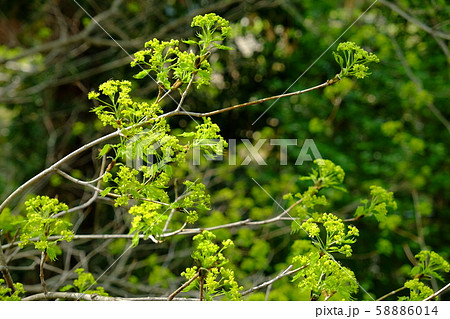 イタヤカエデの花と新芽 58886014