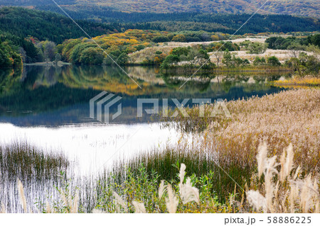 冬師湿原の秋　秋田県 58886225