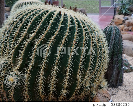 多肉植物　円形　03 58886256