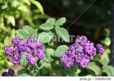 ヘリオトロープ ヘリオトロープ 58886496