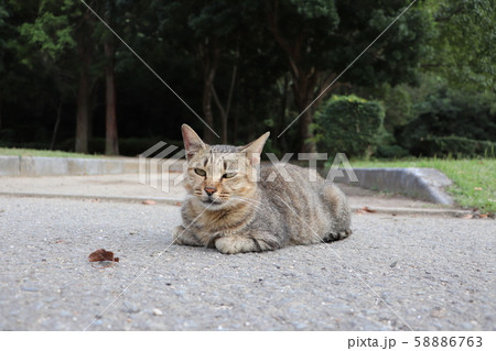 眺める猫 58886763