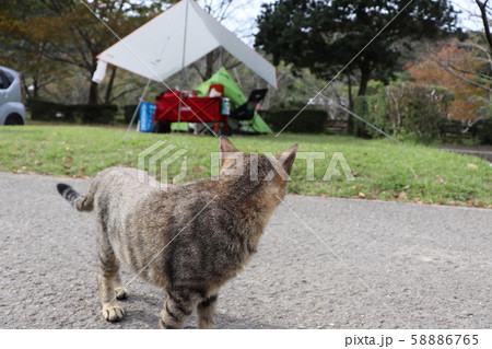 見つめる猫 見つめる猫 58886765