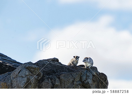 ハイラックス ハイラックス 58887258