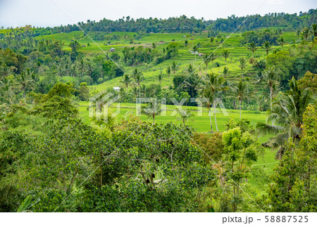インドネシア　バリ島　棚田　ライステラス 58887525