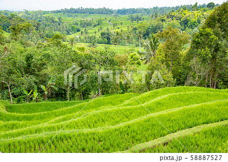 インドネシア　バリ島　棚田　ライステラス 58887527