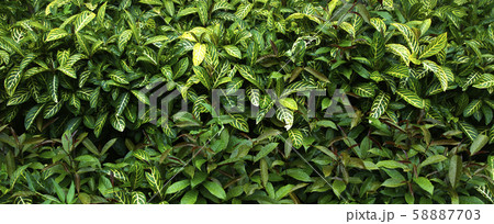 Green leaf texture  Leaf texture background 58887703
