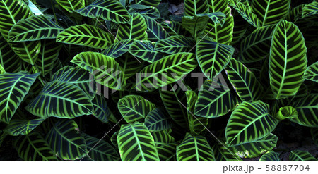 Green leaf texture  Leaf texture background 58887704