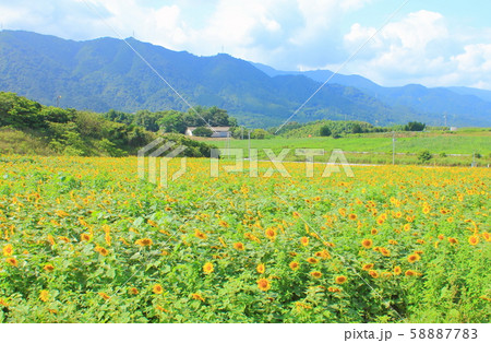 香川県 まんのう町中山ひまわり団地 ひまわり畑 の写真素材 5877