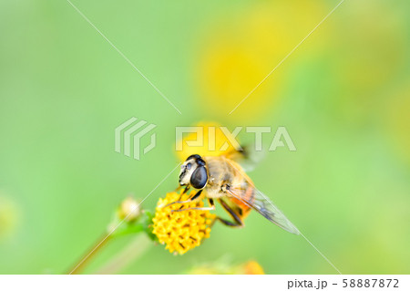 ナミハナアブ 58887872