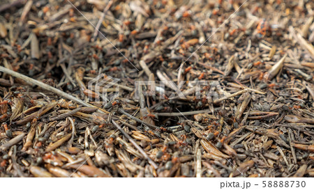 Red wood ants moving on the nest. Anthill with red wood ants in spring Red wood ants moving on the nest. Anthill with red wood ants in spring 58888730