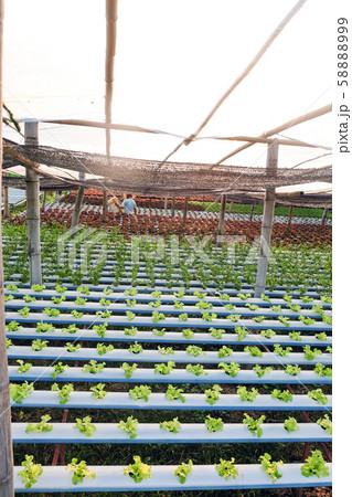 Hydroponics vegetable farm 58888999