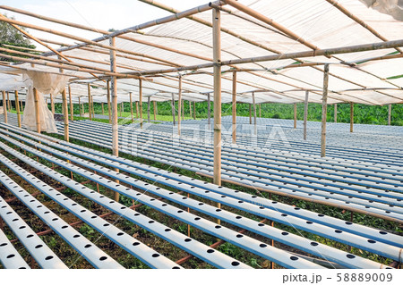 Hydroponics vegetable farm Hydroponics vegetable farm 58889009