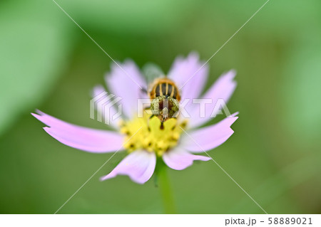 キゴシハナアブ 58889021