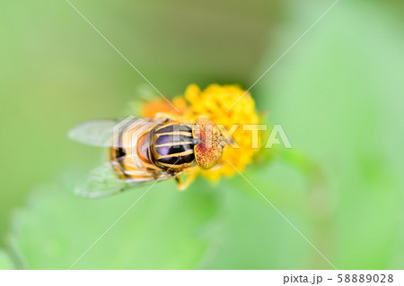 キゴシハナアブ 58889028