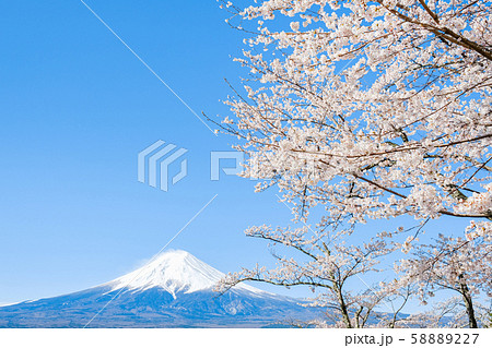 桜と富士山 58889227
