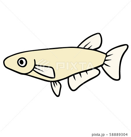 シンプルなメダカのイラスト シンプルなメダカのイラスト 58889304