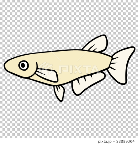 シンプルなメダカのイラスト シンプルなメダカのイラスト 58889304