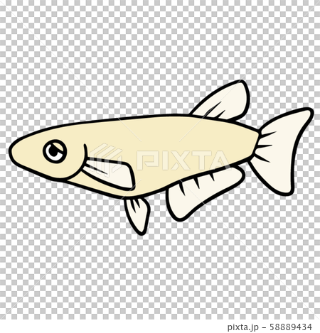 シンプルなメダカのイラスト(困り顔) 58889434
