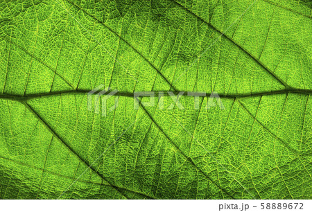 Abstract green leaf texture for background 58889672