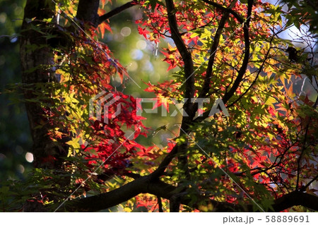 紅葉 紅葉 58889691