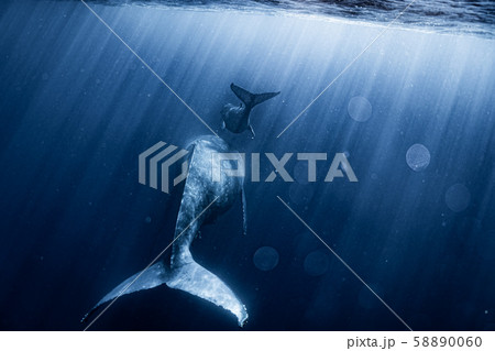 ザトウクジラ 58890060