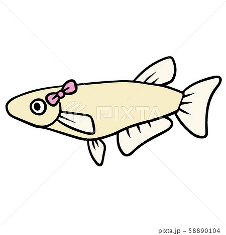 シンプルなメダカのイラスト(メス) 58890104