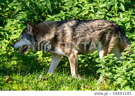 European Grey Wolf, Canis lupus in the zoo European Grey Wolf, Canis lupus in the zoo 58891285