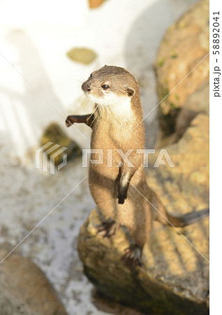 カワウソ カワウソ 58892041